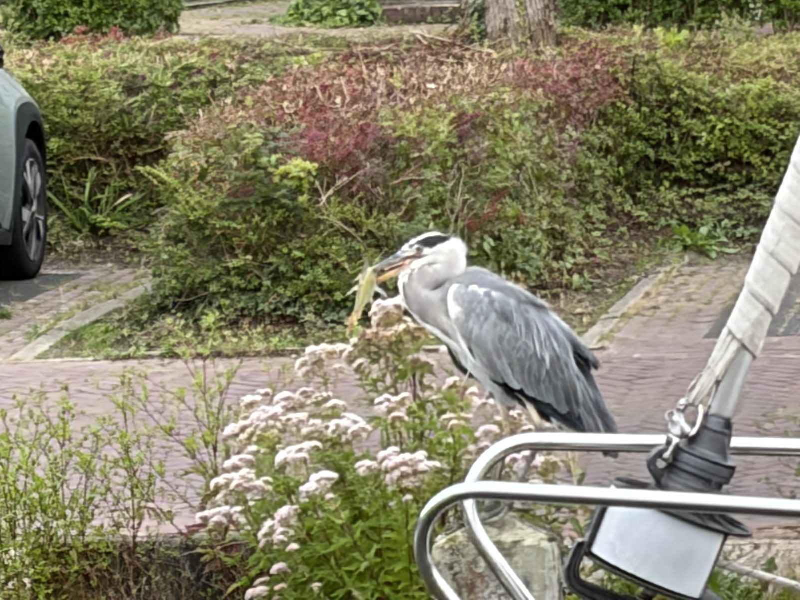 Een reiger met vis op de reling